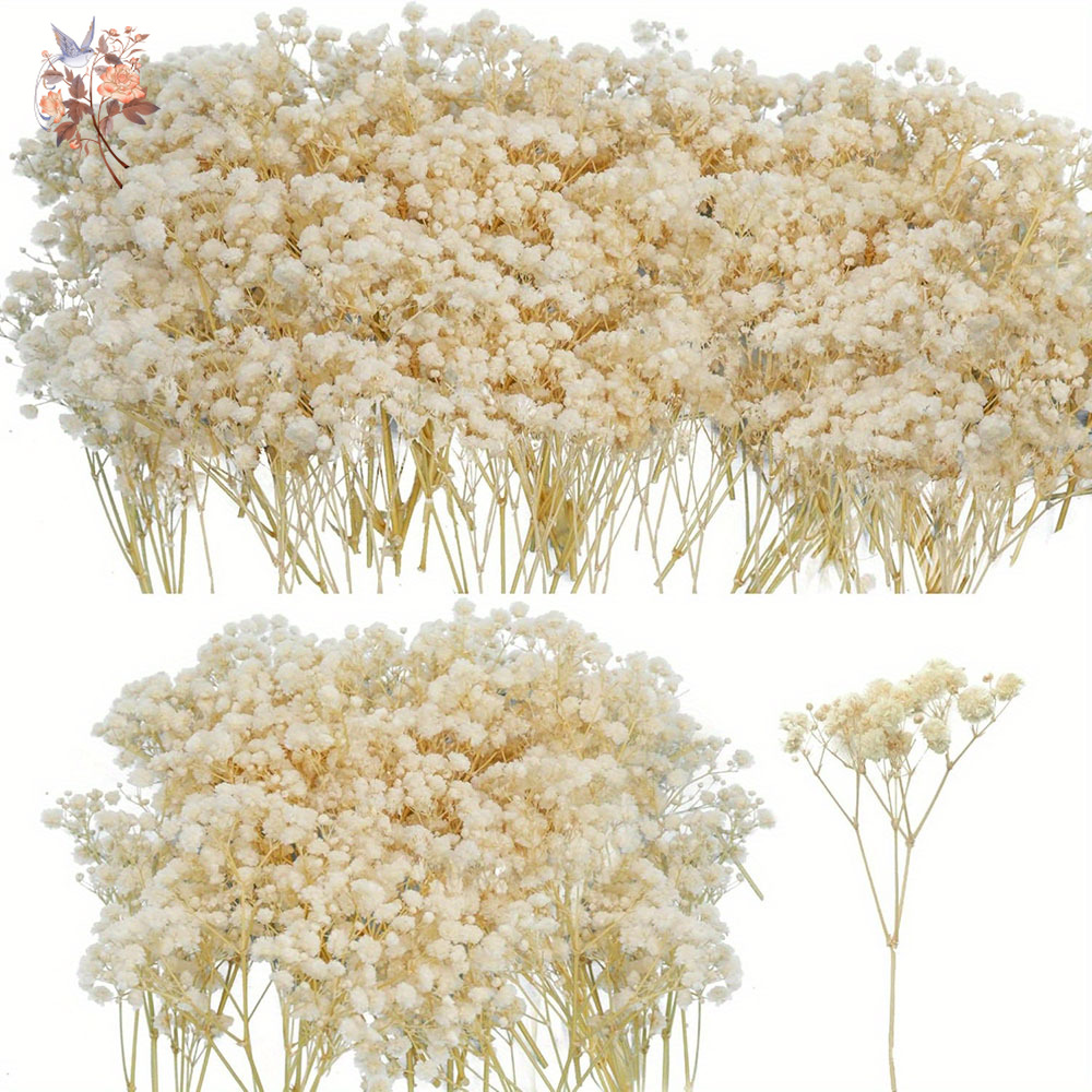 Candle Making Los Angeles - Mini Gedroogde Gypsophila Bloem DIY Aromatherapie