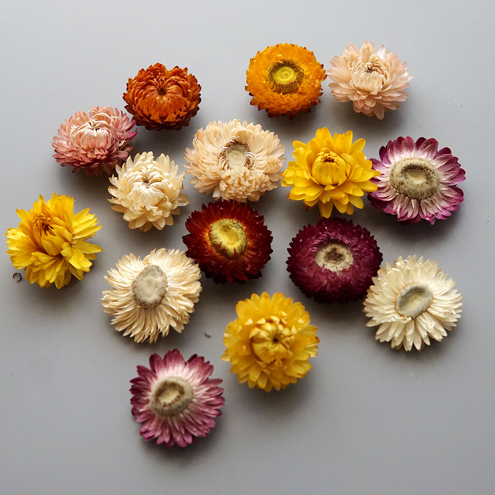 Natuurlijke Gedroogde Kleurrij - Candle Making Los Angeles recensie en prijs